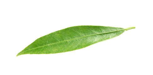 Fresh green tangerine leaf on white background
