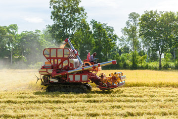 Fototapeta premium Combine harvester in action on rice field. Harvesting is the process of gathering a ripe crop
