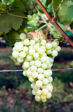 Vitis - Raisin Verjus