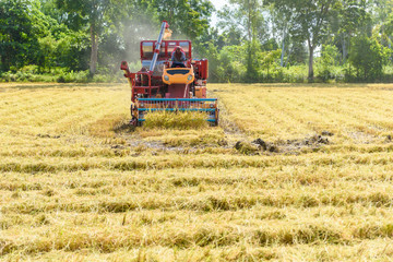 Fototapeta premium Combine harvester in action on rice field. Harvesting is the process of gathering a ripe crop
