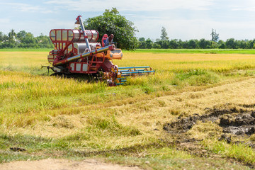 Fototapeta premium Combine harvester in action on rice field. Harvesting is the process of gathering a ripe crop