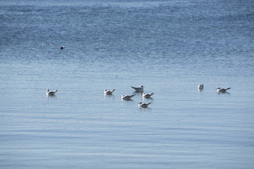 Fototapeta na wymiar Winter seagulls on calm blue water