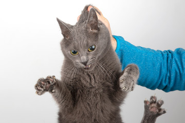 grey cat with claws released holding the man's hand by the scruff