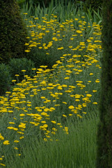 Achillea - Achillee © HVPM dev