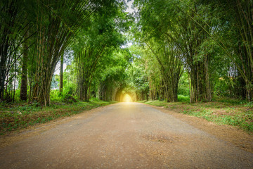 background of Bamboo tunnel
