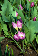 Tulipa Kaufmanniana Helena - Tulipe