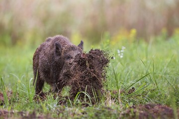 Wild boar, sus scrofa, digging on a meadow throwing mud around with its nose. Dynamic wildlife...