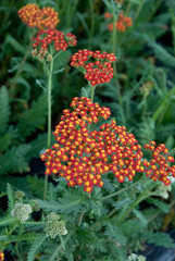 Achillea Safran © HVPM dev