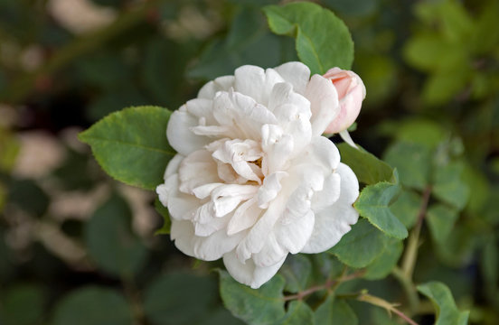 Rosa Mme Alfred Carriere