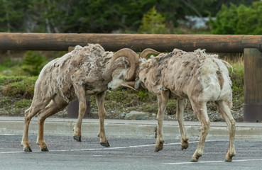 Two Big Horn Sheep Butt Heads In Parking Lot