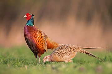 Male common pheasants, phasianus colchicus, displaying in front of female in spring mating season isolated on blurred background during golden hour with vivid contrast bright colors detailed close up.