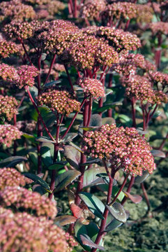 Sedum Matrona