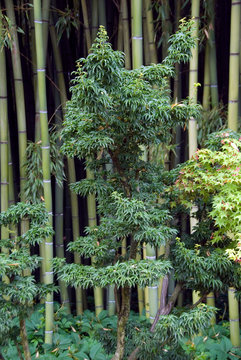 Acer Palmatum Shishigashira