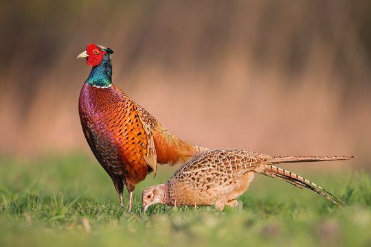 Bird feathers - a female pheasants long brown tail feather, isolated on a  white background Stock Photo