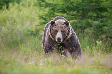 Massive aggressive male brown bear, ursus arctos, front view on summer meadow and forest in background. Dangerous wild animal in European nature. Big bear isolated on blurred green background.