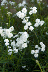 Achillea Ptarmica Boule De Neige