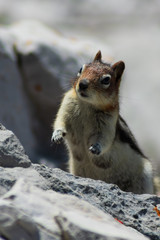 Chipmunk running towards me for some reason