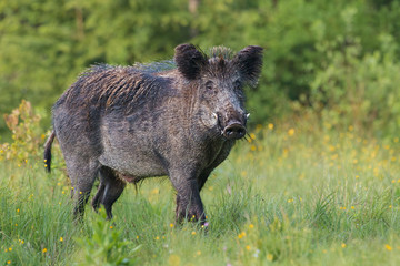 Adult male wild boar, sus scrofa, in spring fresh grassland with flowers. Dangerous wild animal with big tusks in natural forest green summer environment. Isolated strong male on blurred background.