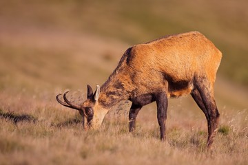 Adult chamois, rupicapra rupicapra, feeding in last evening sun rays. Mountain animal in warm light eating grass. Grazing behavior of wild animal in natural grassland environment. Detailed close-up.