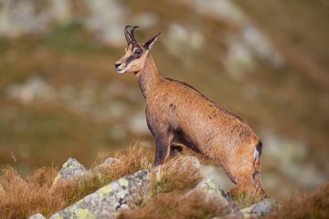 Chamois, rupicapra rupicapra, standing majestically on rocks in high mountains. Summer wildlife picture of wild mountain animal.
