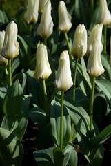 Tulipa Fosteriana Concerto