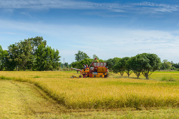Fototapeta na wymiar Combine harvester Working on rice field. Harvesting is the process of gathering a ripe crop