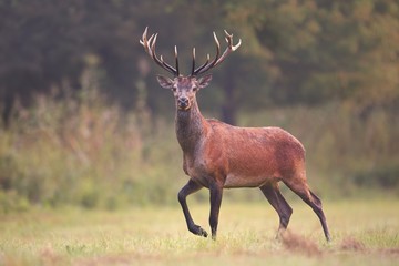 Wild red deer, cervus elaphus, walking on a meadow in natural environment. Cute curious deer looking at the camera.