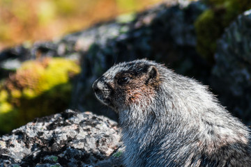 Marmot contemplating life - or maybe just looking around