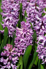 Hyacinthus Anna Liza - Jacinthe