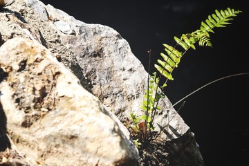Tropical fern leaves