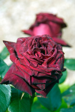 Rosa Buisson Black Baccara - Rosier