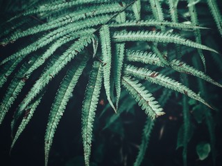 Tropical fern leaves