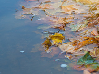 fallen leaves in a puddle