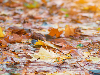 autumn leaves on the ground
