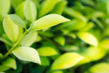 Nature fresh green leaf plant in outdoor park. Garden natural foliage botany texture closeup background. Ecology and environment concept.