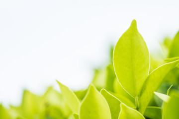 Nature fresh green leaf plant in outdoor park. Garden natural foliage botany texture closeup background. Ecology and environment concept.