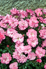 Rosa Mirato Tanotax - Rosier