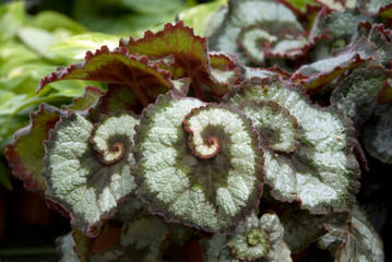 Begonia Escargot