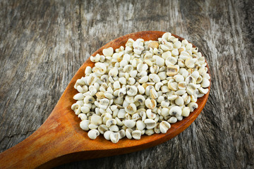 Job's tears coix lachryma jobi / Pile of  Job's tears grain seeds on wooden spoon