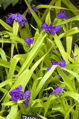 Tradescantia Sweet Kate