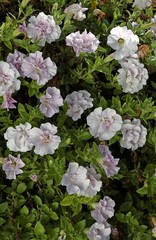 Petunia - Petunia Double Rose Clair