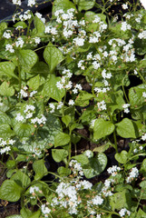 Brunnera Mr Morse © HVPM dev