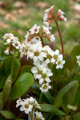 Bergenia Bressingham White