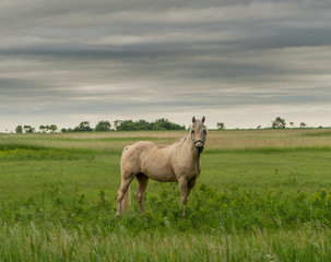Obraz premium White Horse Poses for Photo on Cloudy Day