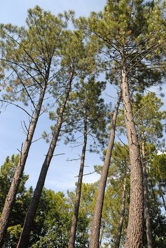 Pinus Maritima