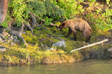 Wet Black Bear Shakes Off After Swimming