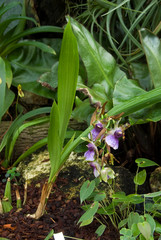 Obraz premium Zygopetalum Maxillare