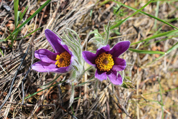 spring flowers in the garden