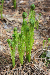 fern shoots. young plants in the garden.