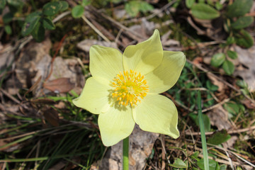 yellow spring flower